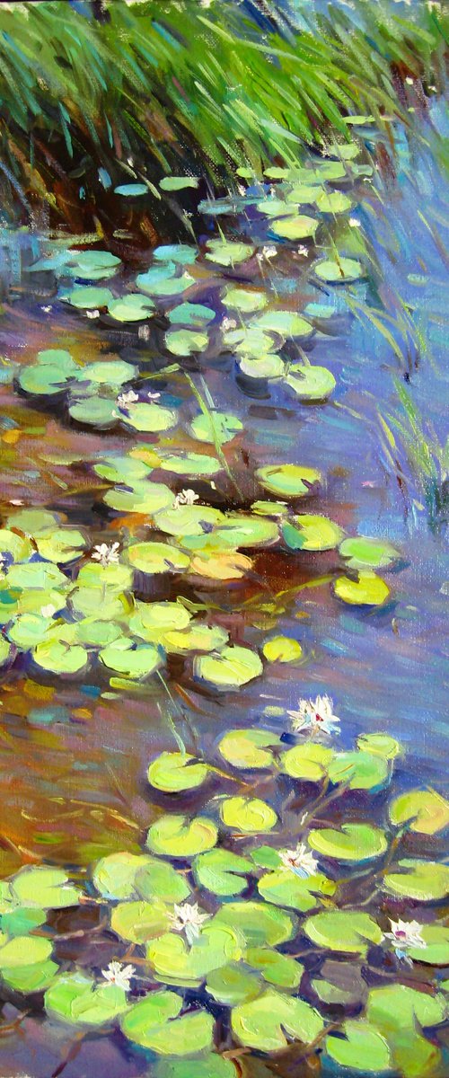 Water lilies. South Bug river. Ukraine by Vladimir Lutsevich