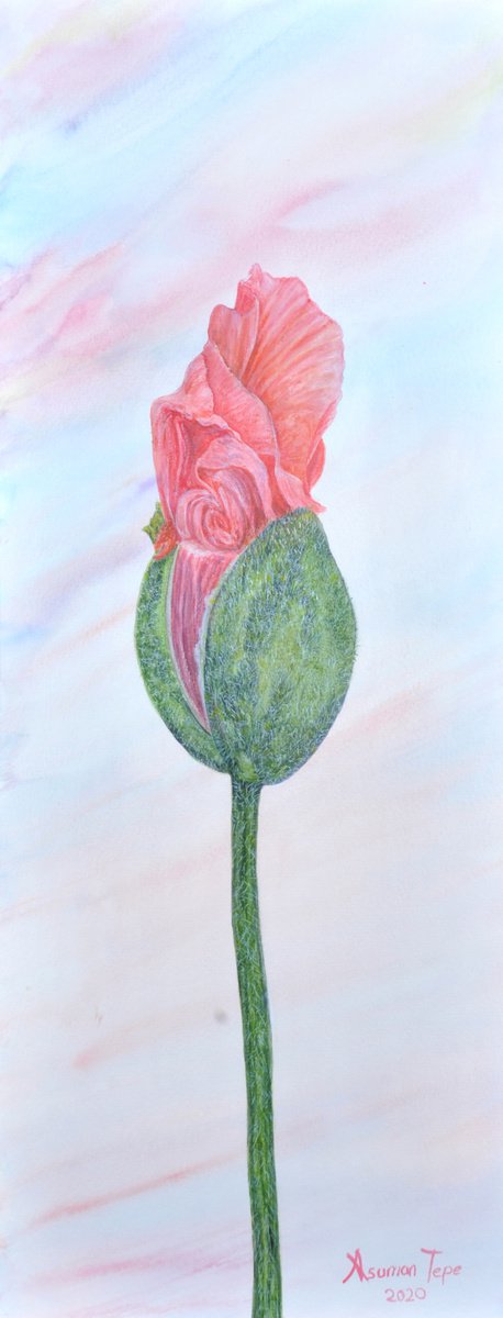 A red poppy bud flowering by Asuman Tepe