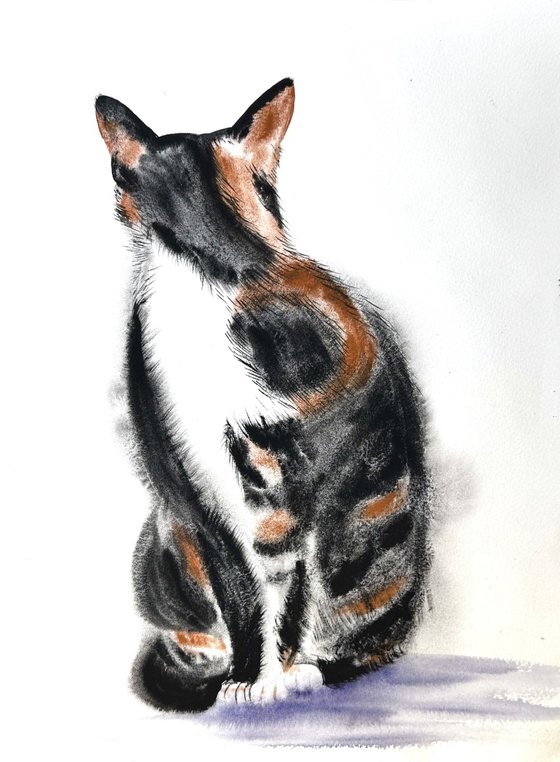 Black White Orange Cat