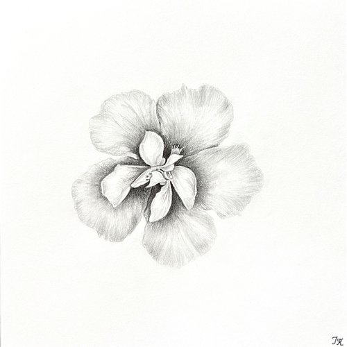 Hibiscus by Tetiana Kovalova