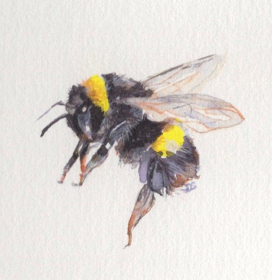 Framed Watercolour Bee