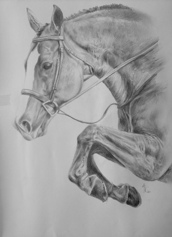 Drawing of a Jumping Horse