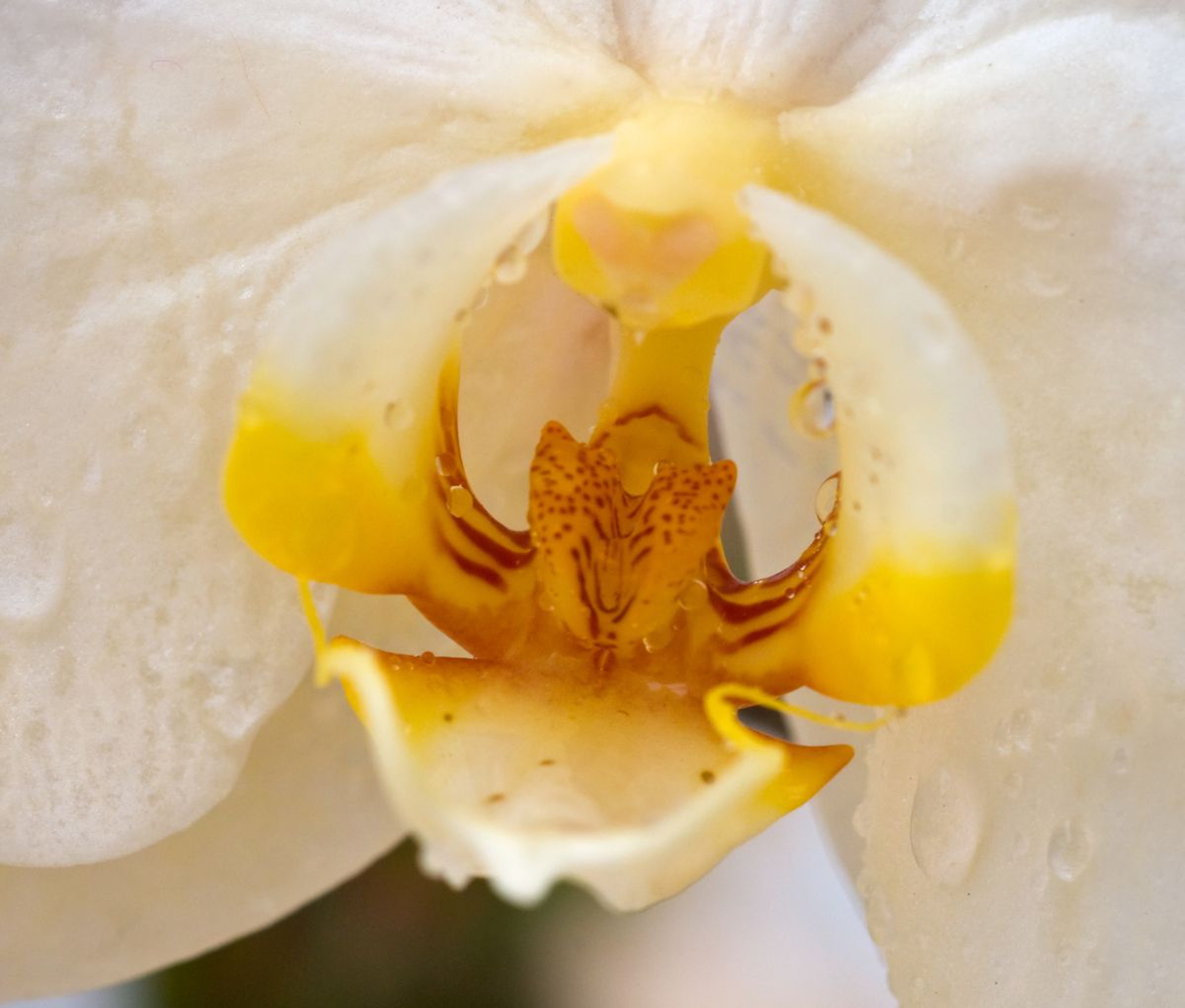 Orchid For Georgia O Keeffe By Eugene Norris Artfinder