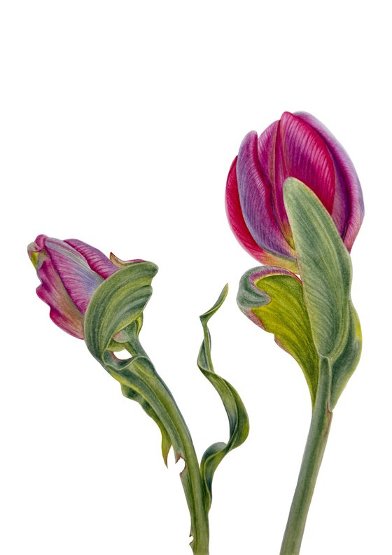 Two tulips