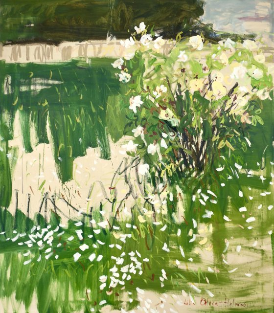 The white rose bush.