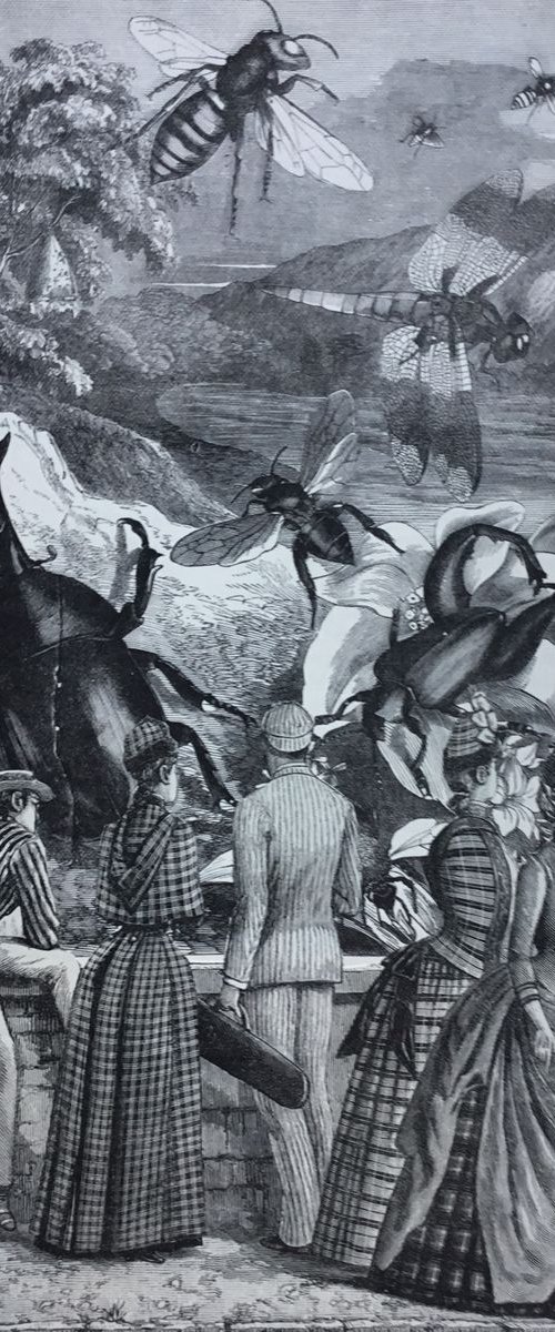 The Insect Park by Tudor Evans
