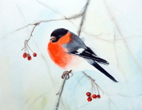 Bullfinch Bird on Branch  - watercolour, wild bird watercolour, birdwatcher, wild bird art, bird art