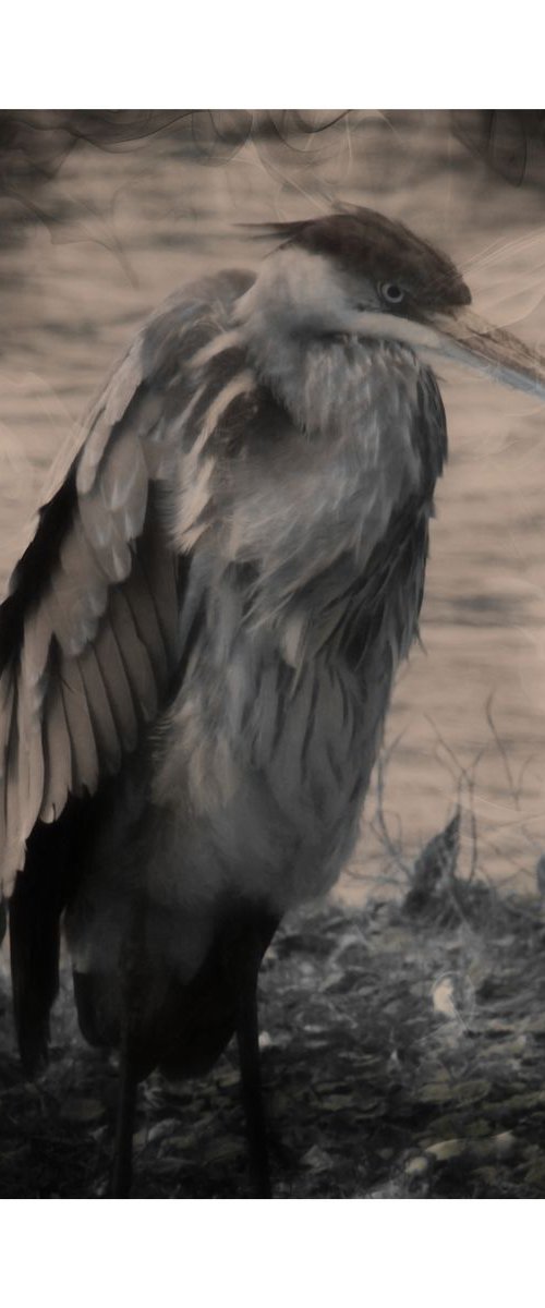 Angry Blue Heron by Barbara Storey