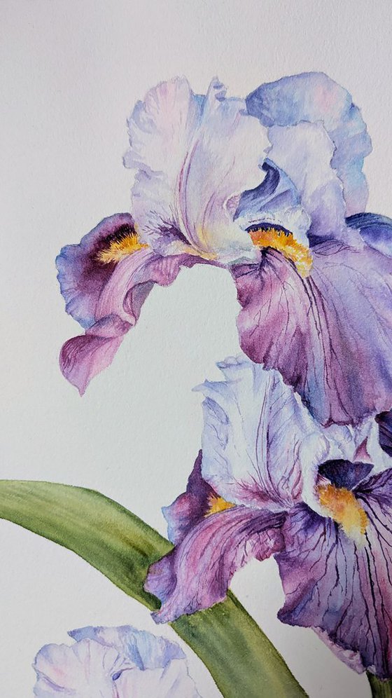 Whisper of Irises