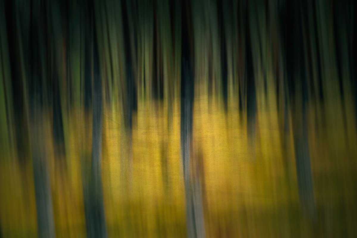 Abstract Photograph By Karim Carella, 33 X 24", Metsa? (Studio 1), Original Artwork