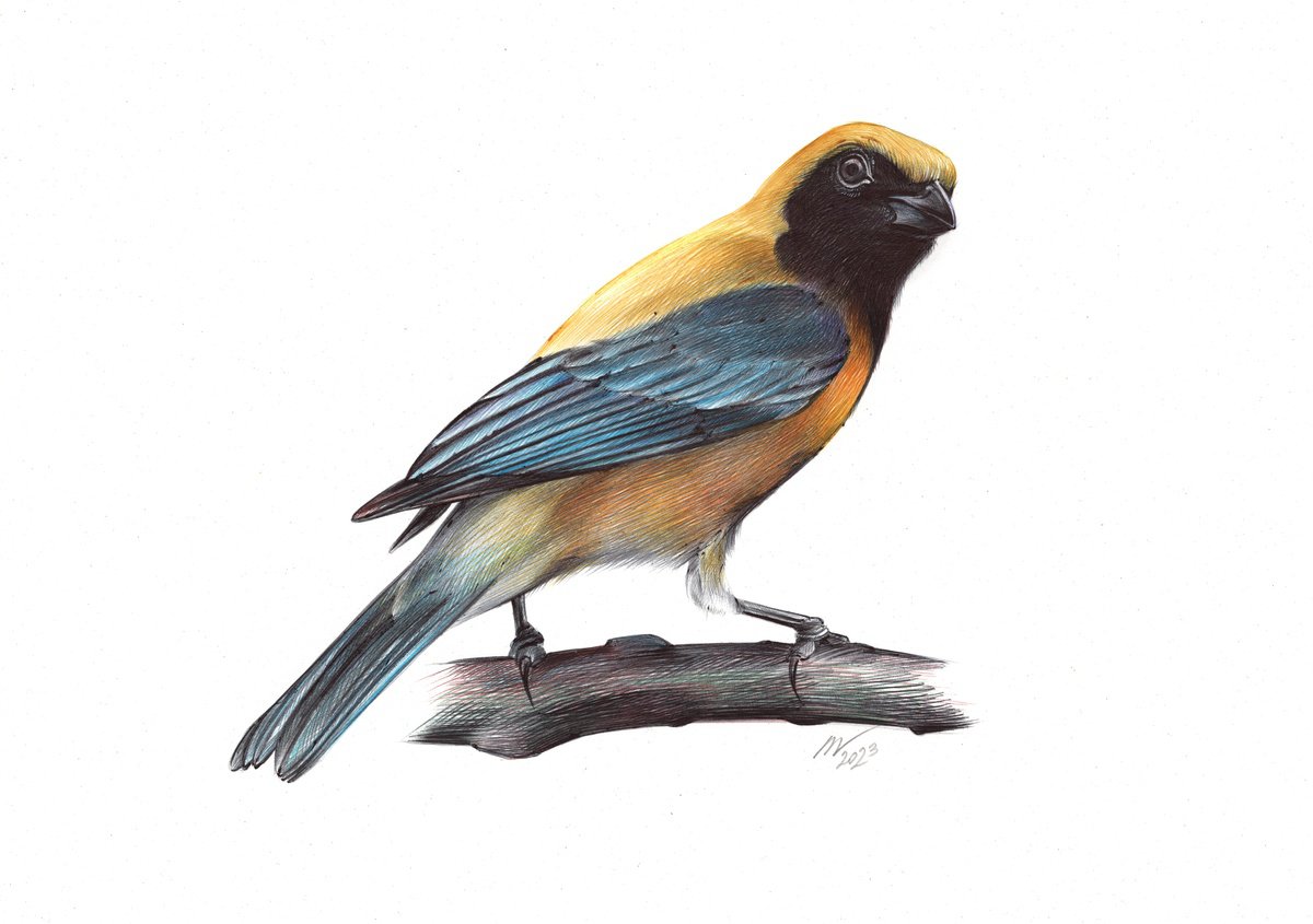Burnished-buff Tanager (Realistic Ballpoint Pen Drawing) by Daria Maier