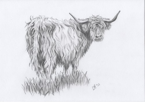 Highland Cow by Linda Hoyle