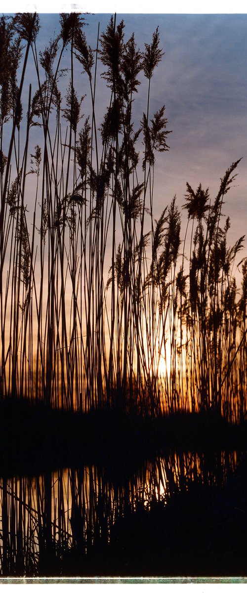 Reeds - Wicken Lode, Wicken, 2002 by Richard Heeps