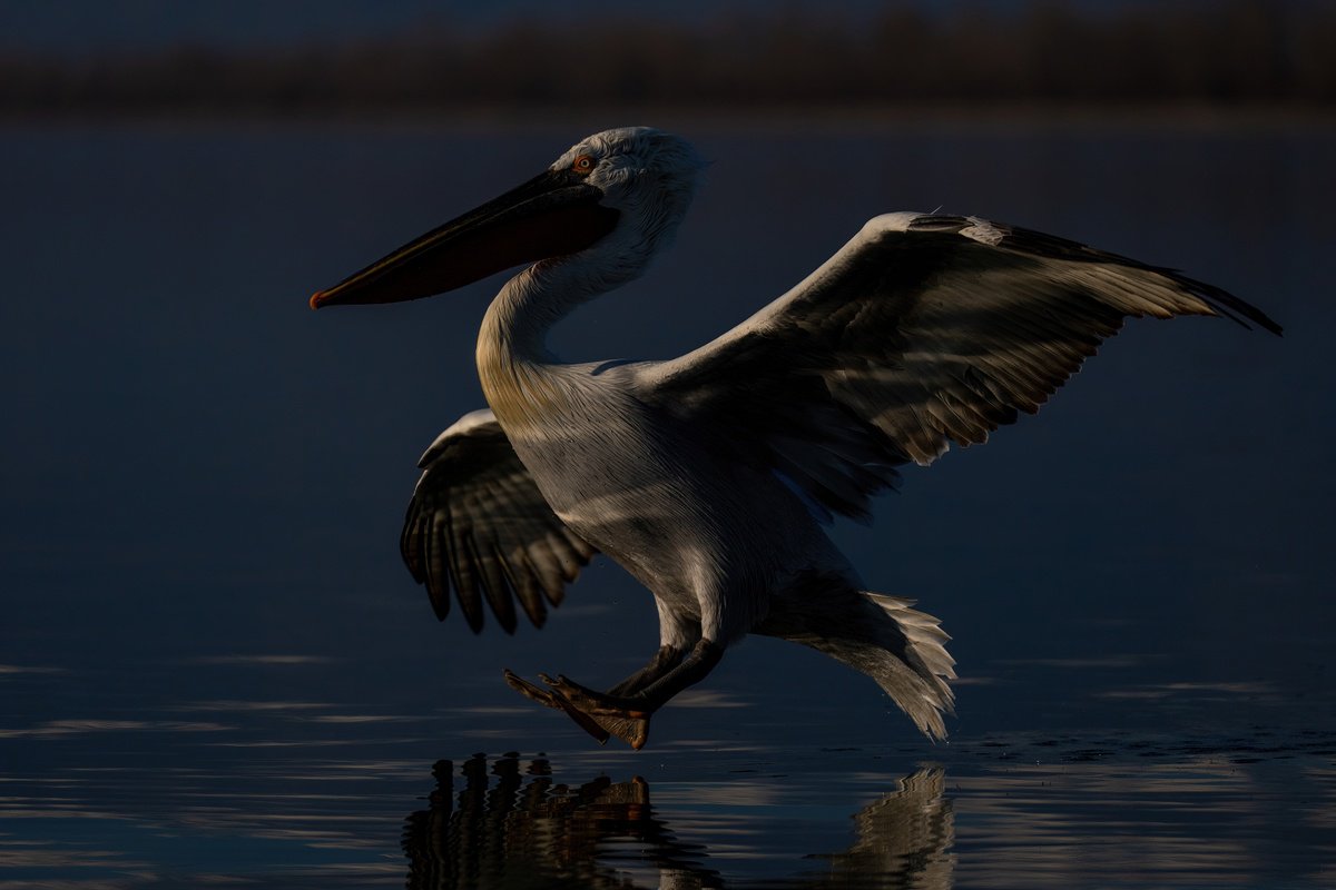Photorealistic Animal Photograph By Nick Dale, 53 X 38", Feet Up, Original Artwork