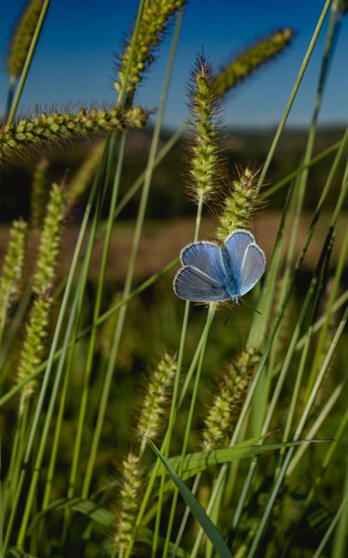 True Blue by Oana M. Baković