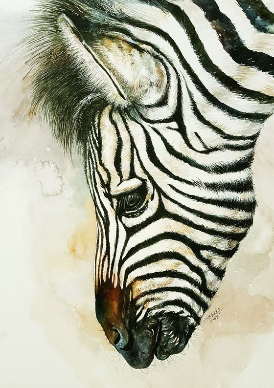 Young Zebra Becky