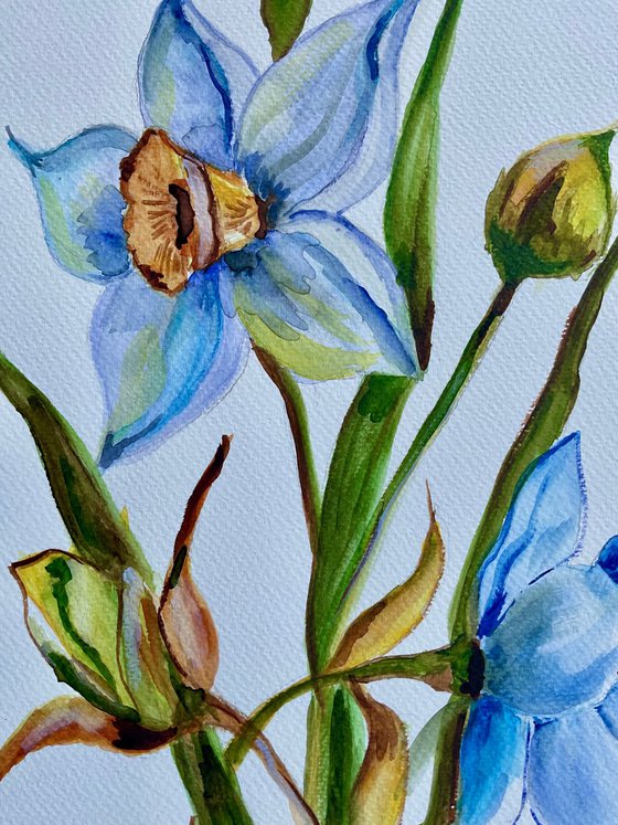 Daffodils