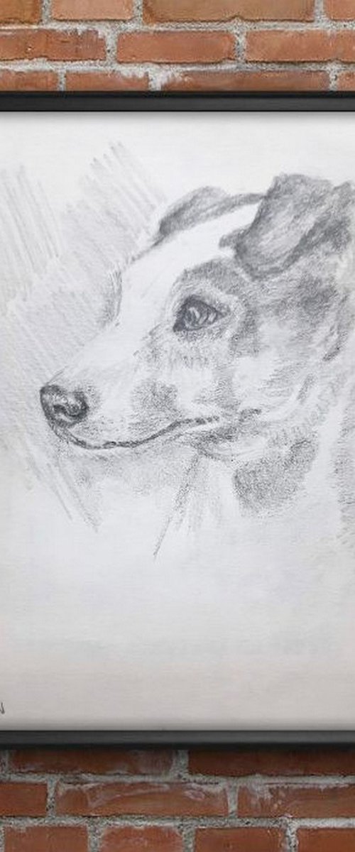 Jack Russel Terrier Portrait  -Pet Dog sketch by Asha Shenoy