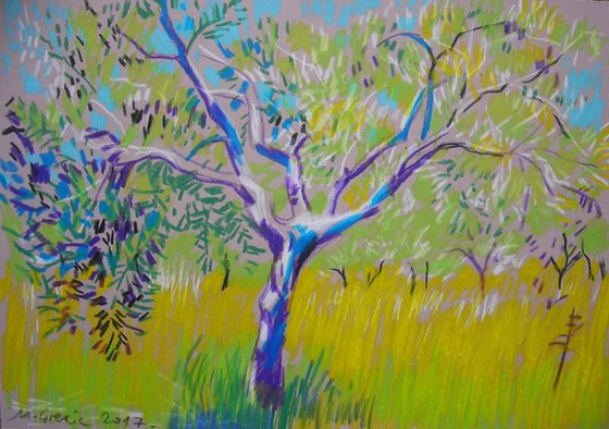 Olive tree study