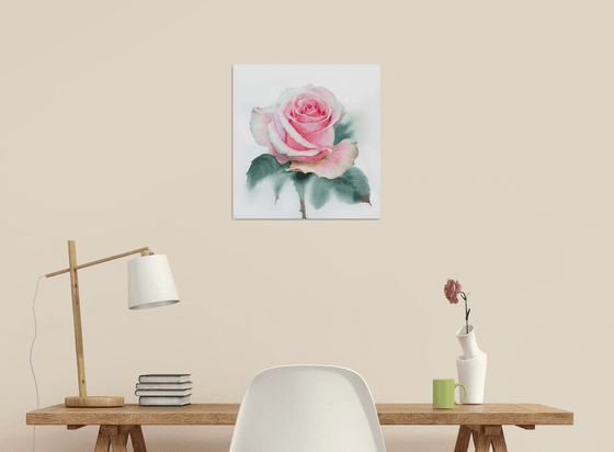 The Delicate Rose