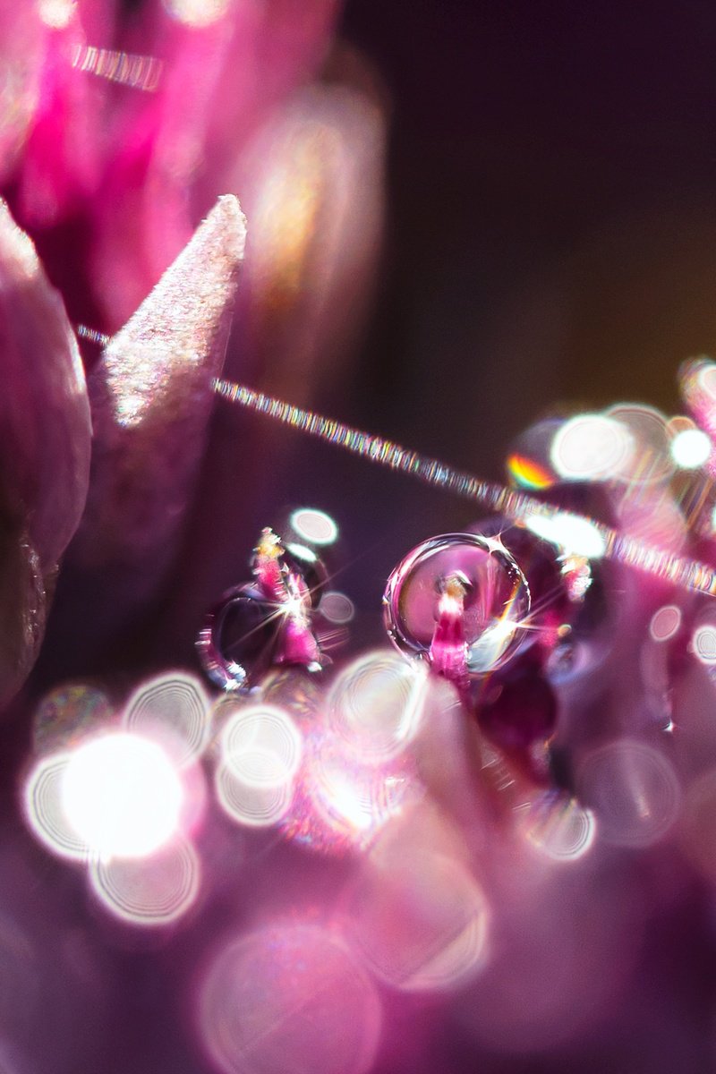 Abstract Botanical Photograph By Inna Etuvgi, 17 X 25, Purple Dreams, Original Artwork