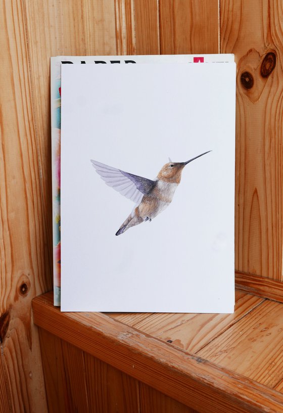Hummingbird Brown sketch