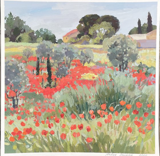 Olive trees in the poppy field . Occitanie.