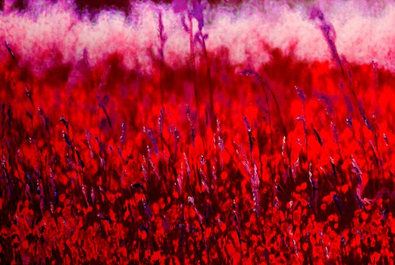 Natural Abstract - Meadow Flowers Number 1