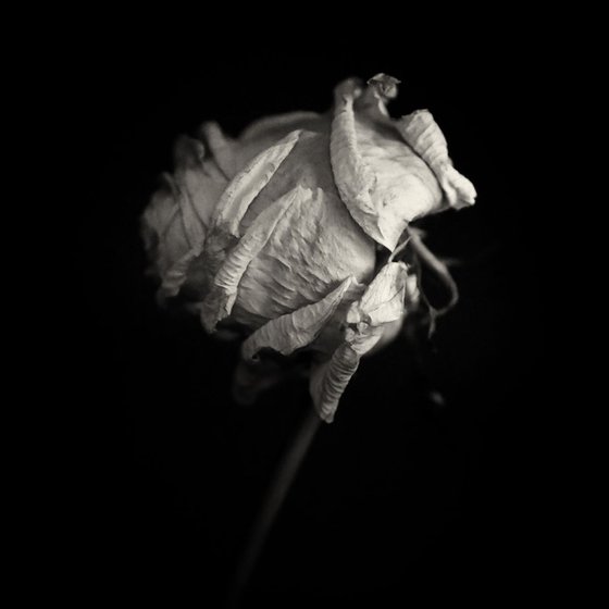 the white rose ii