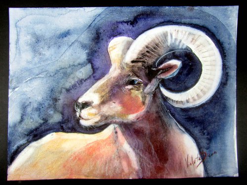 Bighorn Sheep by Violeta Damjanovic-Behrendt
