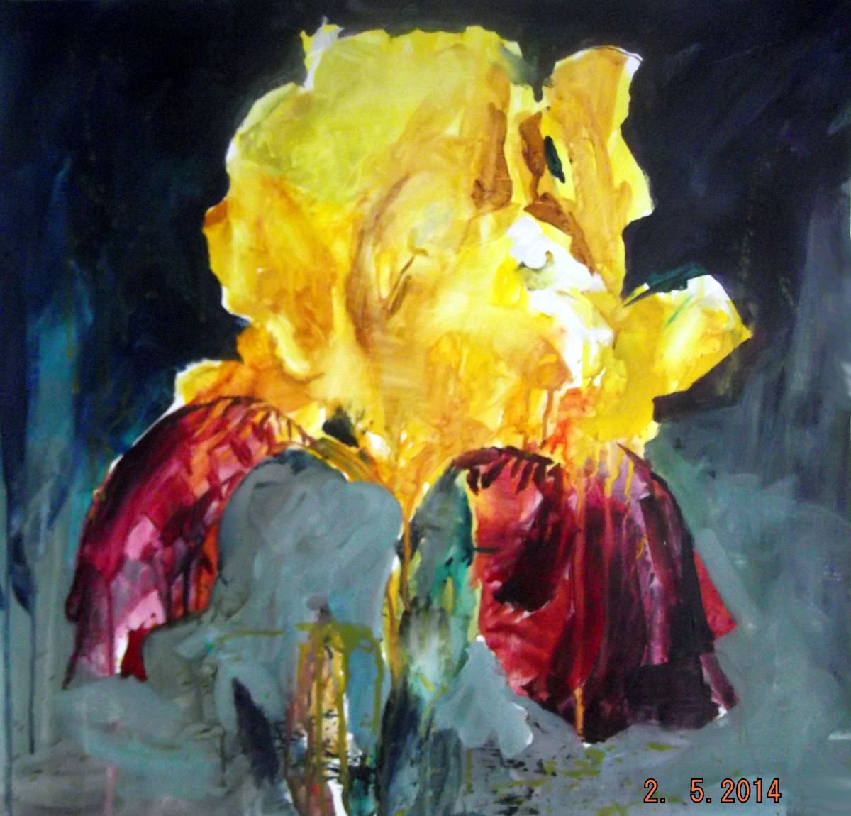 Bearded Iris by Anthony Barrow BA(Hons) Fine Art