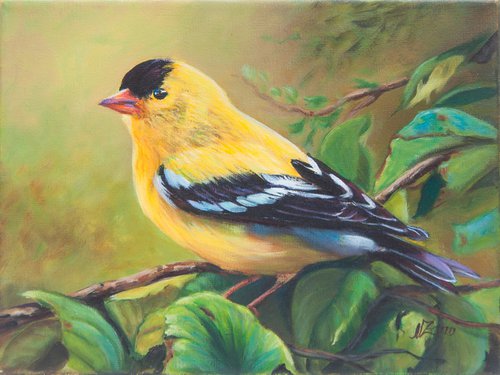 Goldfinch by Norma Beatriz Zaro