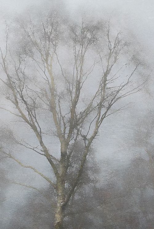 Birch Mist by Simon Antony Wilson