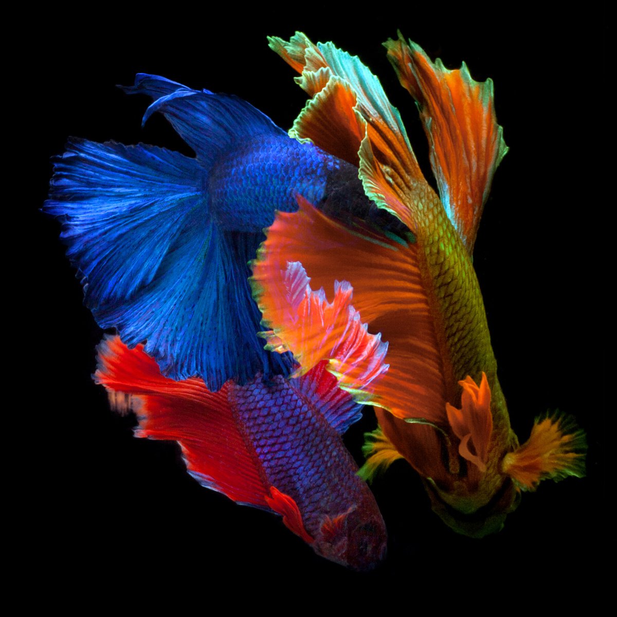 Photorealistic Animal Photograph By Michael Filonow, 32 X 32", Betta 72, Original Artwork