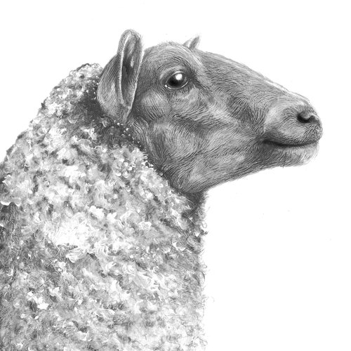 Farm Animals Series - The Sheep by Maja Tulimowska - Chmielewska