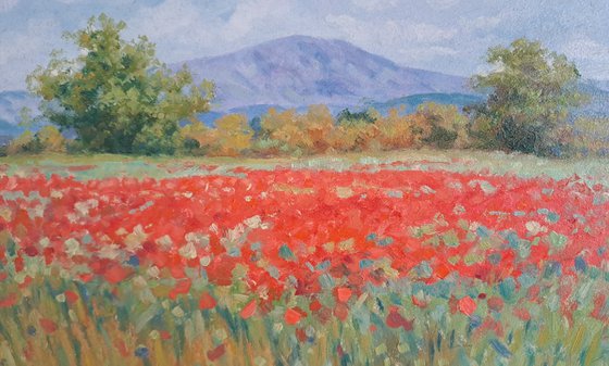 Poppies in Tuscany