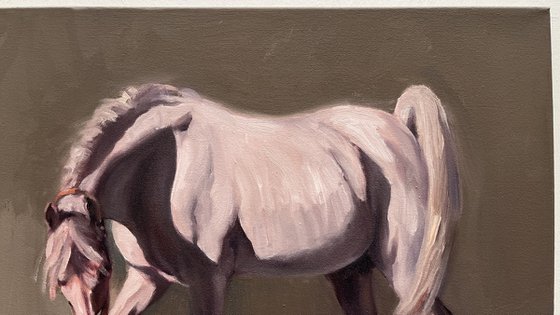 Arabian White Light