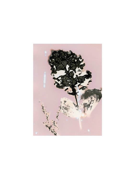 Phytogram flower