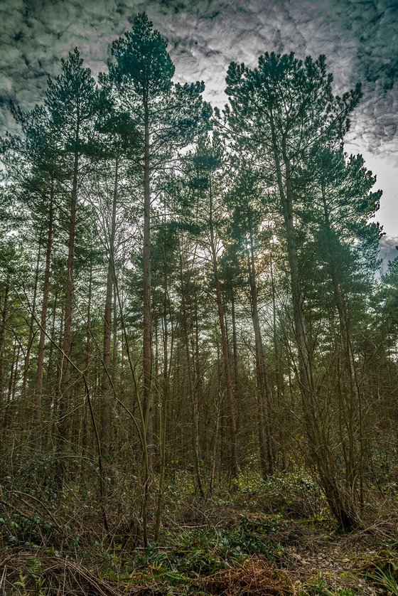 Loblolly Pines