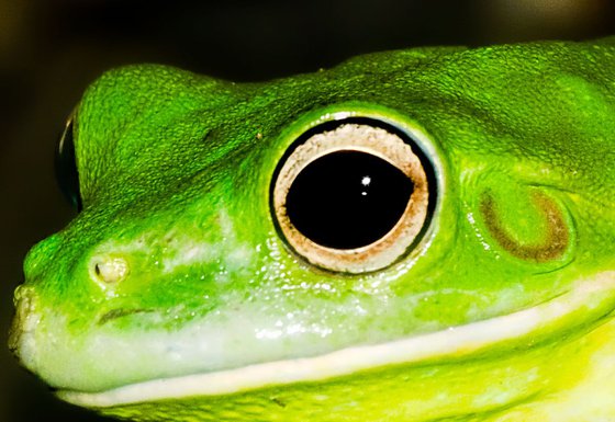 White-lipped Tree Frog, Queensland, Australia