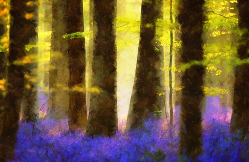 Bluebells 5 by Alistair Wells