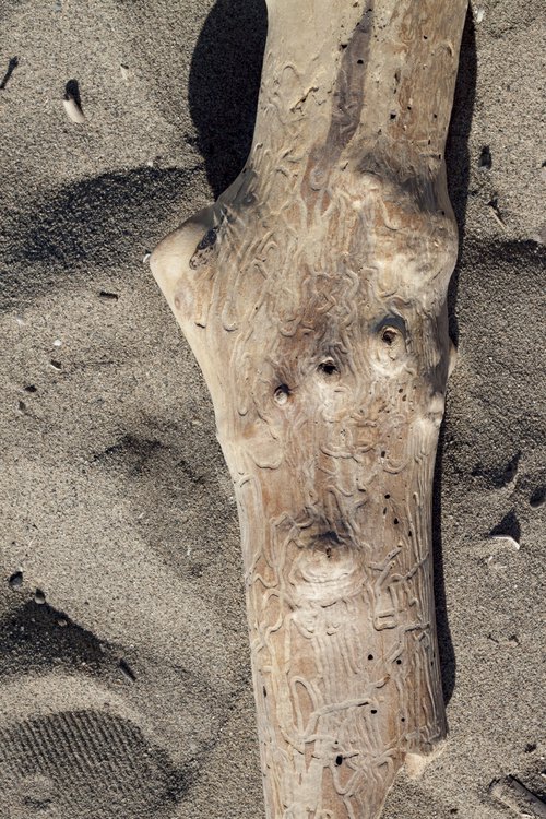 Piece of Wood no.7 by Mattia Paoli
