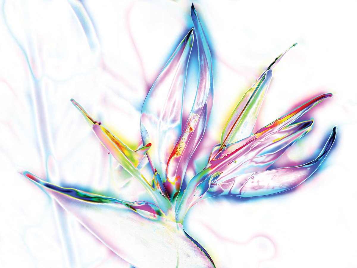 Abstract Botanical Print By Javier Diaz, 80 X 60, Contornos, Original Artwork