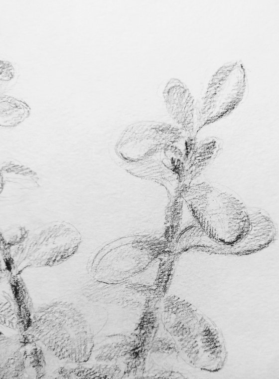 Money Tree #1. Original pencil drawing. 2020