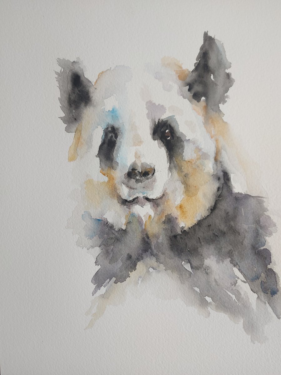 Panda in watercolour by Sue  Green