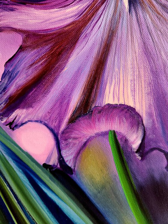 Iris in Barocco Style.