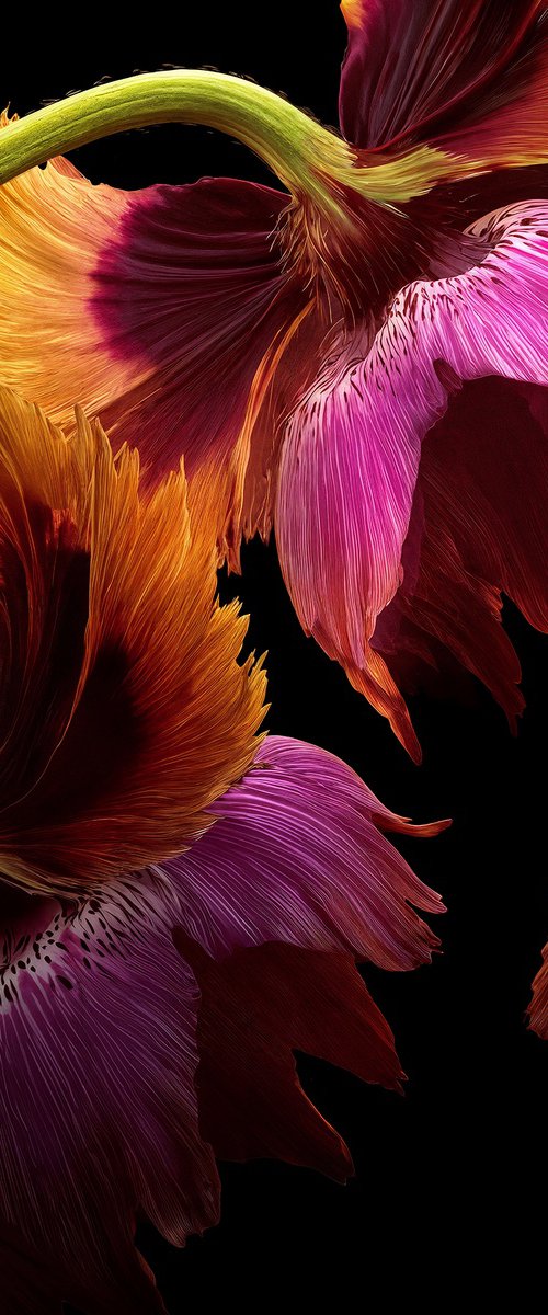 Velvet Embers by MICHAEL FILONOW