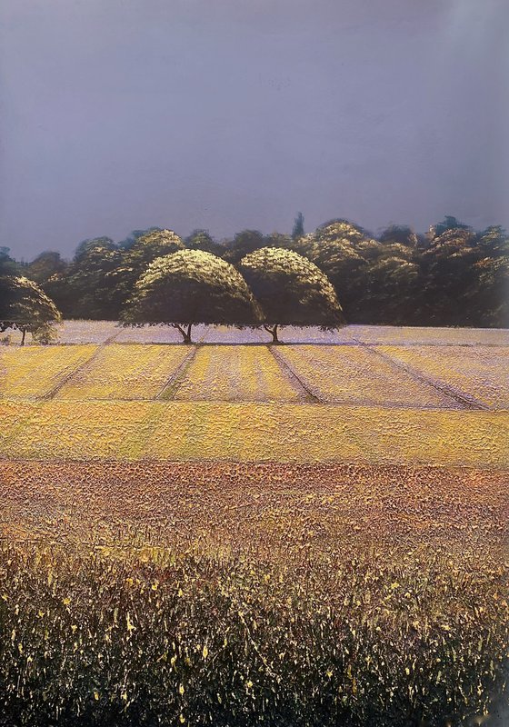 Lavender Fields 1