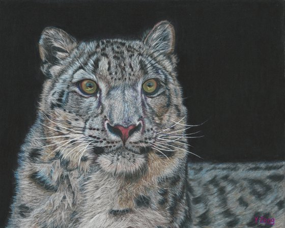 Snow leopard portrait