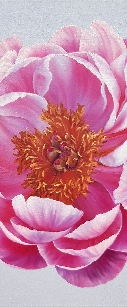 "Coral charm peony" by Anna Steshenko